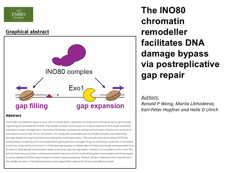 Ino80 New joint publication by the Ulrich and Hopfner labs on how the INO80 ...