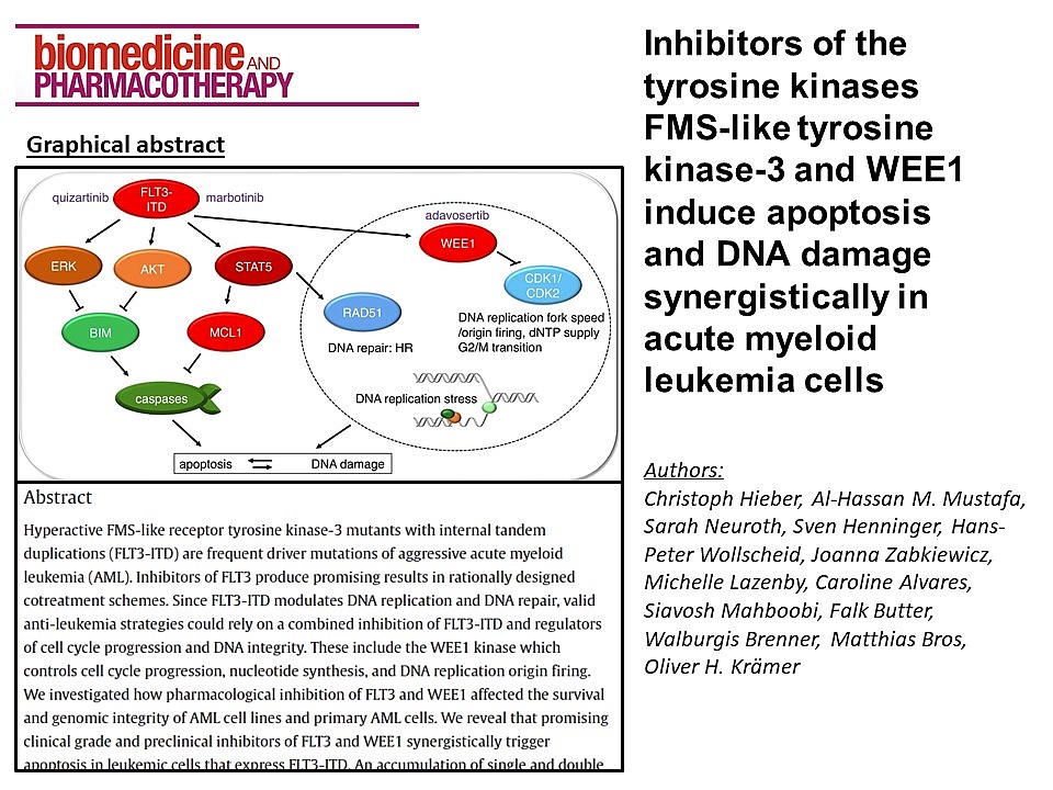 New publication by the Krämer lab on how inhibitors of the tyrosine ...